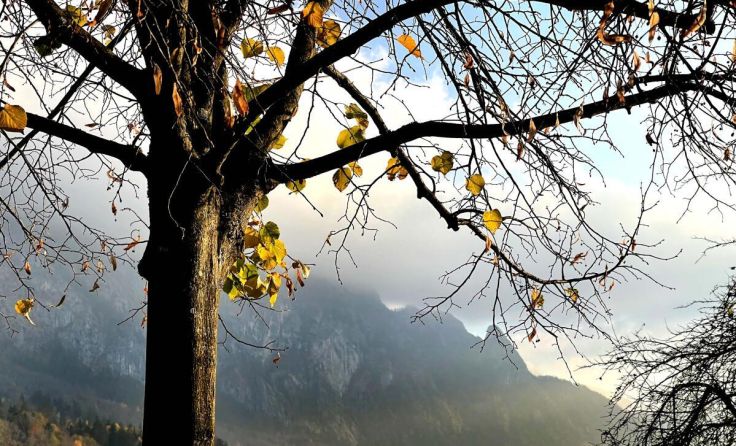 Die fehlenden Blätter geben den Blick auf das Gebirge frei. (Foto: Brigitte Krestel)
