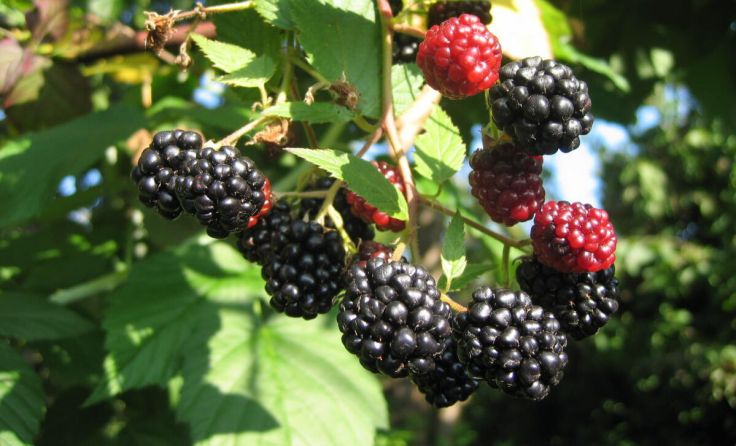 Auch Beeren können getauscht werden. (Foto: Willi Frickh)