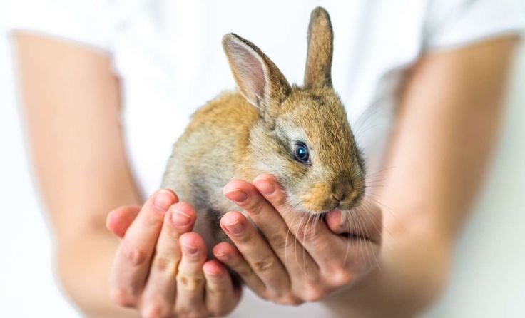 Das Kaninchen wurde dank einer Salzburger Tierliebhaberin gerettet. (Foto: stock.adobe.com/blinova)