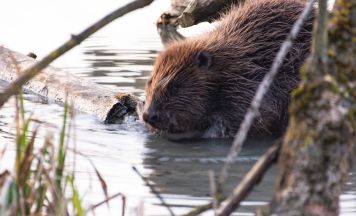 Jahresendspurt im Naturium am Inn