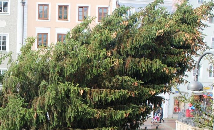 Ausgediente Christbäume werden abgeholt. (Foto: Stadt Braunau)