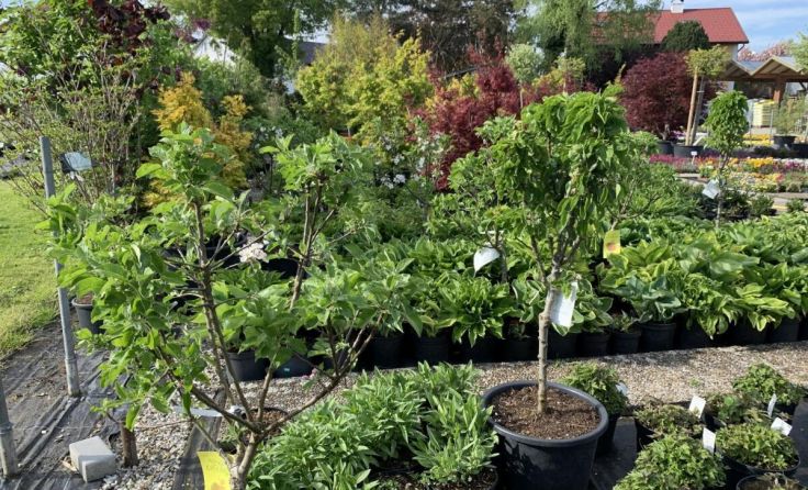 Die Baumsetzlinge sind bei den Gärtnereien Ober und Weber zu erhalten. (Foto: Stadt Braunau)