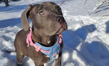 Welpen aus Schimmel, Kot und Urin befreit: Halter in Haft