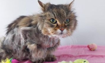 Verwahrloste Katze in Neumarkt entdeckt: Pfotenhilfe sucht Halter