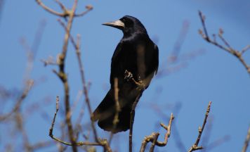 Maßnahmen gegen Saatkrähen im Braunauer Palmpark