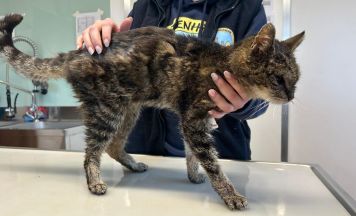 Katze in verwahrlostem Zustand gefunden: Hinweise auf Halter gesucht