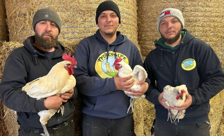 Die drei Hühner wurden in Munderfing gefunden. (Foto: Pfotenhilfe)