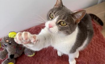 Tierhalter gesucht: Katze zugelaufen, Hähne ausgesetzt