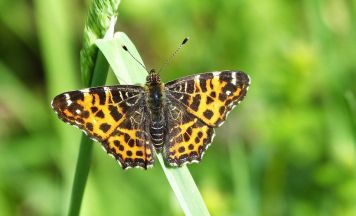 Sommerliches Programm im Naturium am Inn