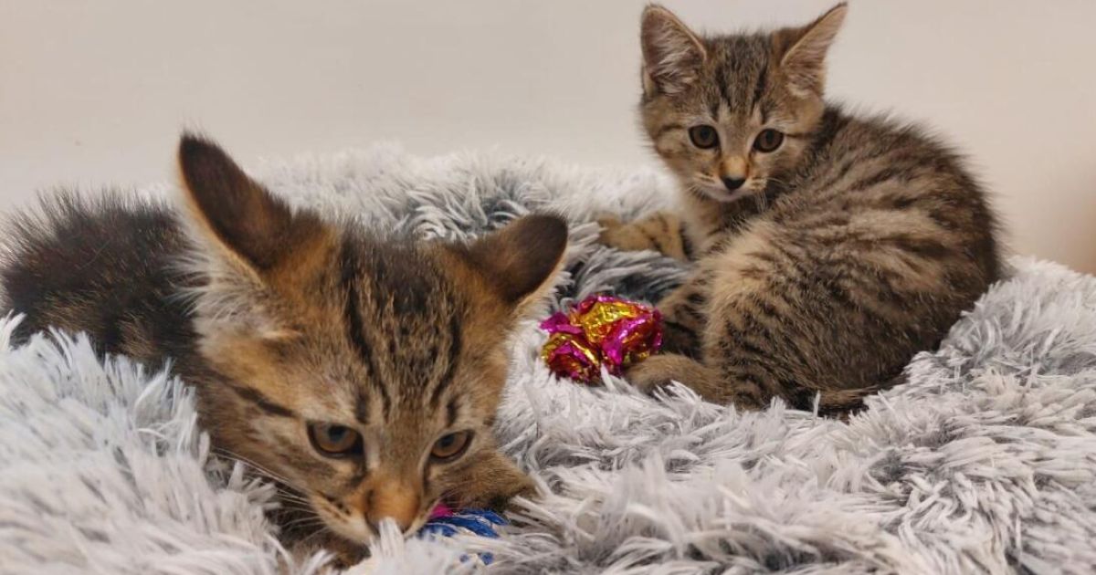 Information sought: Kittens disposed of in garbage container