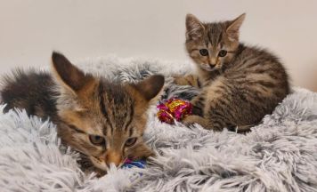 Hinweise gesucht: Katzenbabys in Müllcontainer entsorgt