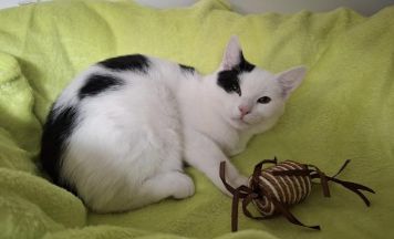 Junger Kater vor Polizeistation in Mauerkirchen ausgesetzt