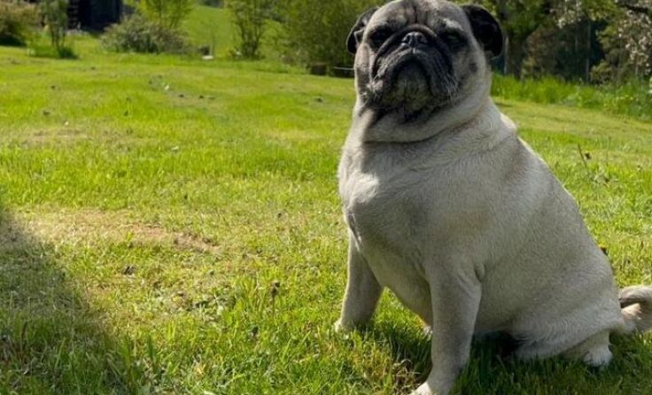 Mops Molly ist in Gramastetten entlaufen. (Foto: Privat)