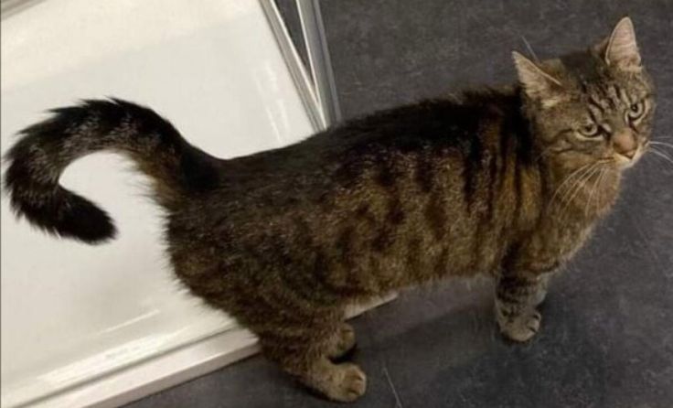 Wo ist Katze Hexi? 1.000 Finderlohn sind im Mühlviertel ausgeschrieben. (Foto: Privat)