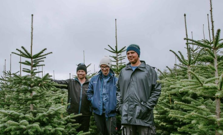 Christbaum mit "Sinn" am Linzerberg in Engerwitzdorf. (Foto: Ness Rubey)