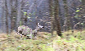 Silvesternacht im Mühlviertel: Warum Böller und Feuerwerk für Wildtiere zur Gefahr werden