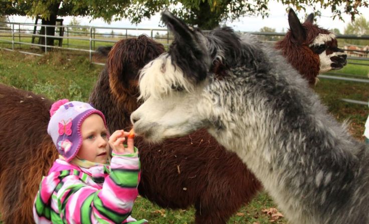 Tiere erleben im Tiergarten- (Foto: Tiergarten Walding)