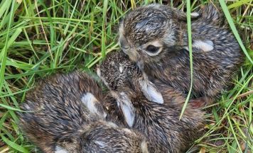 Jägerschaft Urfahr-Umgebung: Wenn Feldhasen Nachwuchs bekommen, bitte Abstand halten