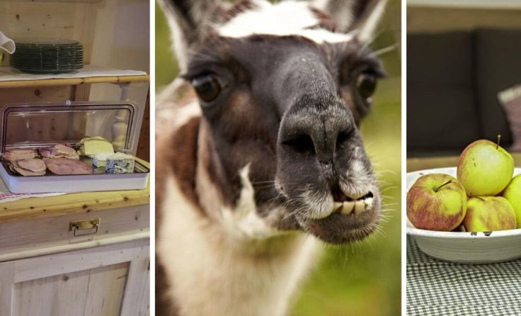 Gold für Eidenberger Betrieb Weixlbaumer (Foto: Lamahof Weixlbaumer -Leisch /UABB OÖ)