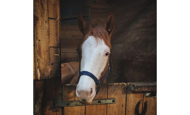 Reiter-Flohmarkt feiert Premiere auf der South Hill Ranch in Steyregg. (Foto: Julia Kühböck)