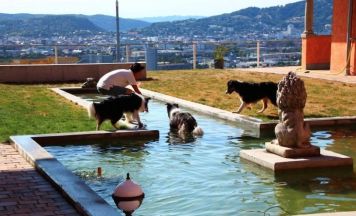 In Steyregg machen Vierbeiner Urlaub: Ein Hotel mit Pool ausschließlich für Hunde