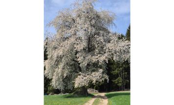 Leserfoto aus Ottenschlag zeigt Schönheit des Frühlings