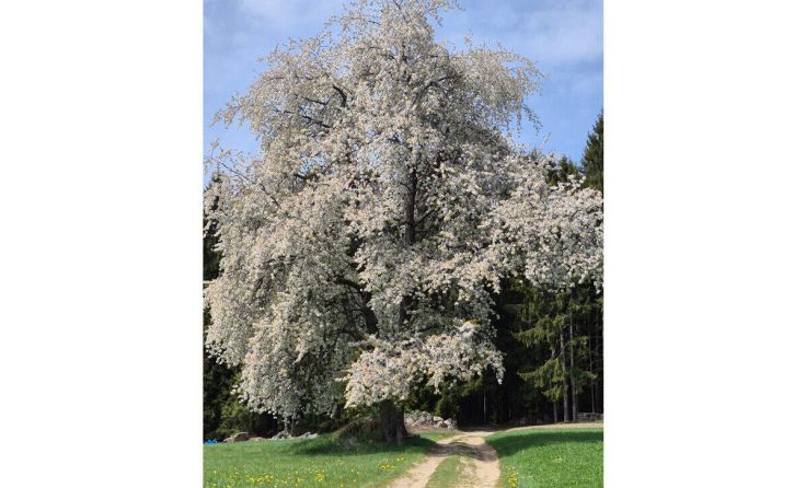 Leserfoto aus Ottenschlag im Mühlkreis (Foto: Fred Lichtenauer)
