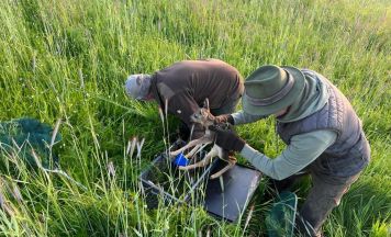 Jägerschaft aus Urfahr-Umgebung setzt bei Rehkitz-Rettung auf moderne Drohnen