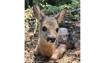 Leserfoto: putziges Rehkitz in Haibach im Mühlkreis gerettet