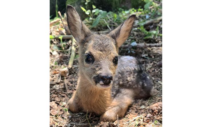 Das Leserfoto der Woche wurde in Haibach im Mühlkreis aufgenommen. (Foto: Daniela Stadler)