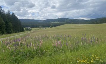 Neophyten im Mühlviertel: Kostenloses Webinar zeigt Handlungsmöglichkeiten auf