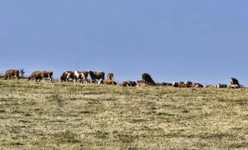 Trockenheit, Dürre, Hitze und fehlender Regen treffen den Bezirk Urfahr-Umgebung hart