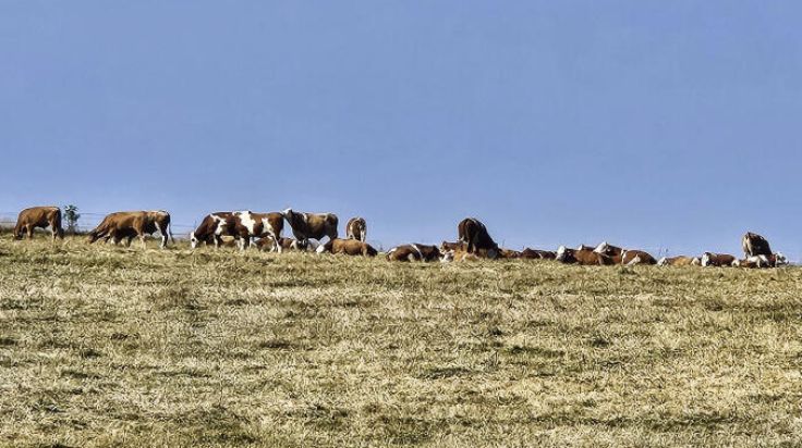 Trockenheit, Dürre, Hitze und fehlender Regen treffen den Bezirk Urfahr-Umgebung hart