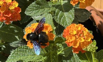 Bienenfreundliches Leserfoto aus Bad Leonfelden