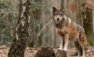 Erneute Abschussfreigabe für Wolf im Mühlviertel