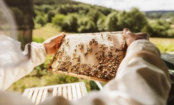 Ertragreiches Bienenjahr in Altenberg