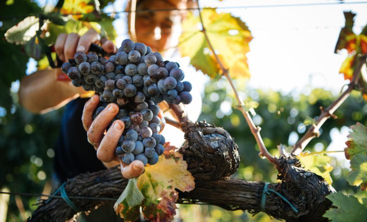 4,9 Hektar Weinbau in Urfahr-Umgebung. (Foto: Symbolbild: ItalianFoodProd - stock.adobe.com)