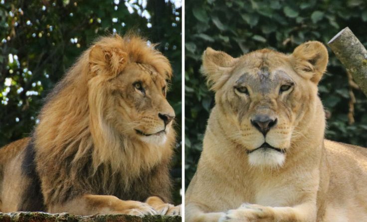 Leo und Elsa sind die neuen Löwen in Walding. (Foto: Tiergarten Walding)