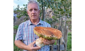 Faszinierender Steinpilz-Fund in Traberg
