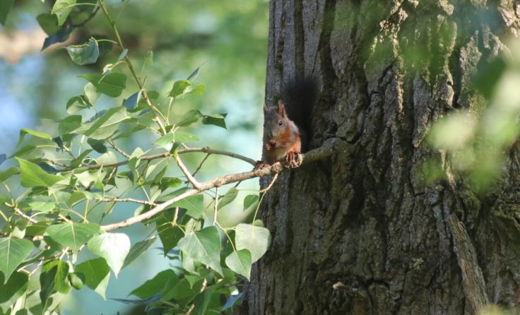 Ein Eichhörnchen sitzt im Garten (Foto: Eva Blüthl)