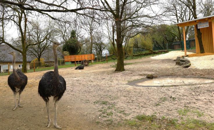 Ein Hahn und zwei Hennen sind in die neue Straußenanlage im Linzer Zoo eingezogen. (Foto: Zoo Linz)