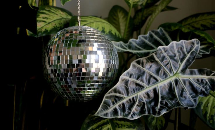 Pflanzenmarkt mit Live-Musik von Linzer DJs: Plantec kommt wieder nach Linz. (Foto: Plantec)