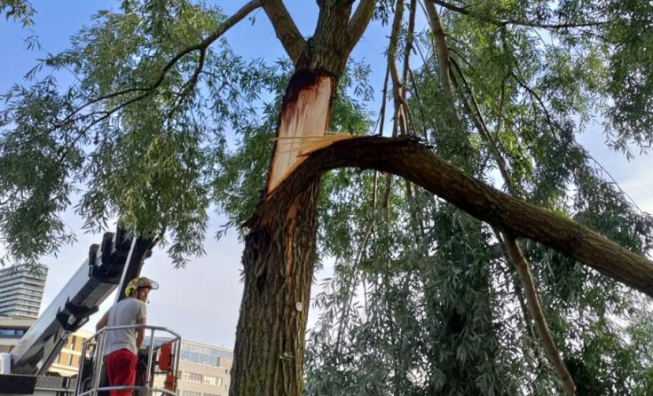 Die Unwetter führten zu massiven Schäden an Bäumen und Sträuchern in Linz. (Foto: privat)