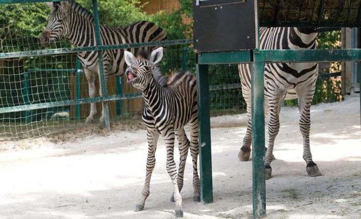Seit kurzem tollt weiterer Zebra-Nachwuchs im Linzer Tiergarten herum. (Foto: Zoo Linz)