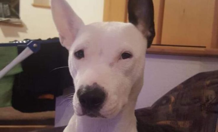 Hündin Lexy wird von ihrem Besitzer verzweifelt gesucht (Foto: privat)