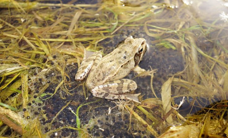 Die Springfrösche beginnen heuer ungewöhnlich früh mit der Laichablage (Foto: Wolfgang Simlinger)