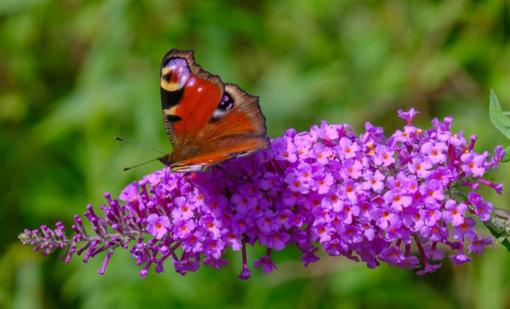 Der Schmetterlingsflieder bildet große Bestände im Auwald (Foto: Wolfgang Simlinger)