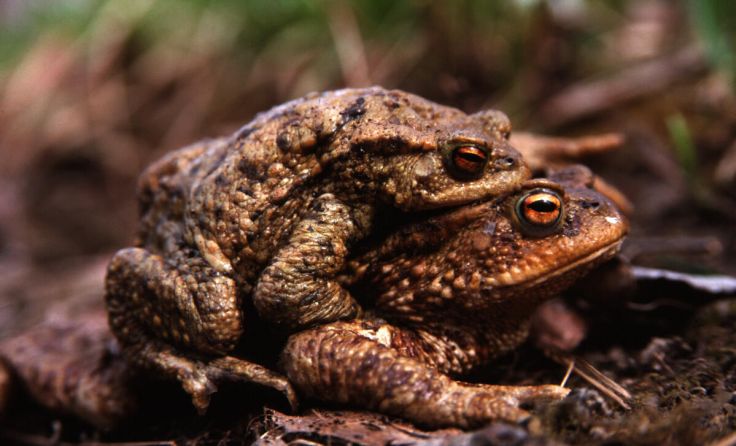 Die Erdkröten wandern bereits im März zu den Gewässern (Foto: Wolfgang Simlinger)