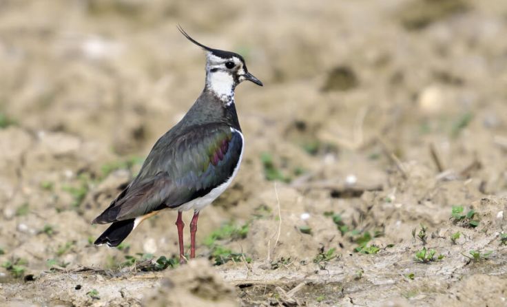 Kiebitz am Feld (Foto: Manfred Hesch)