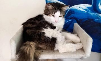 Kater Wotan in Altheim angeschossen - Hinweise erbeten